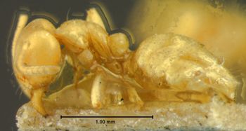 Media type: image; Entomology 21286   Aspect: habitus lateral view